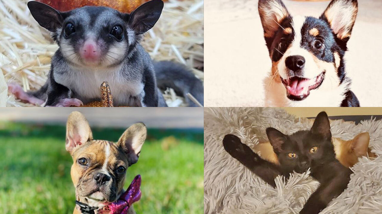 Pint-sized-cuties